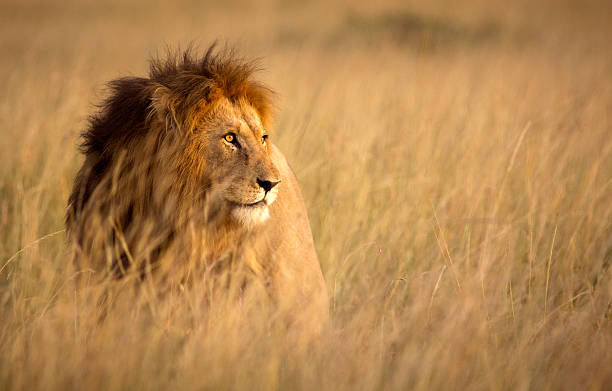 Large male lion in high grass and warm evening light – Masai Mara, Kenya