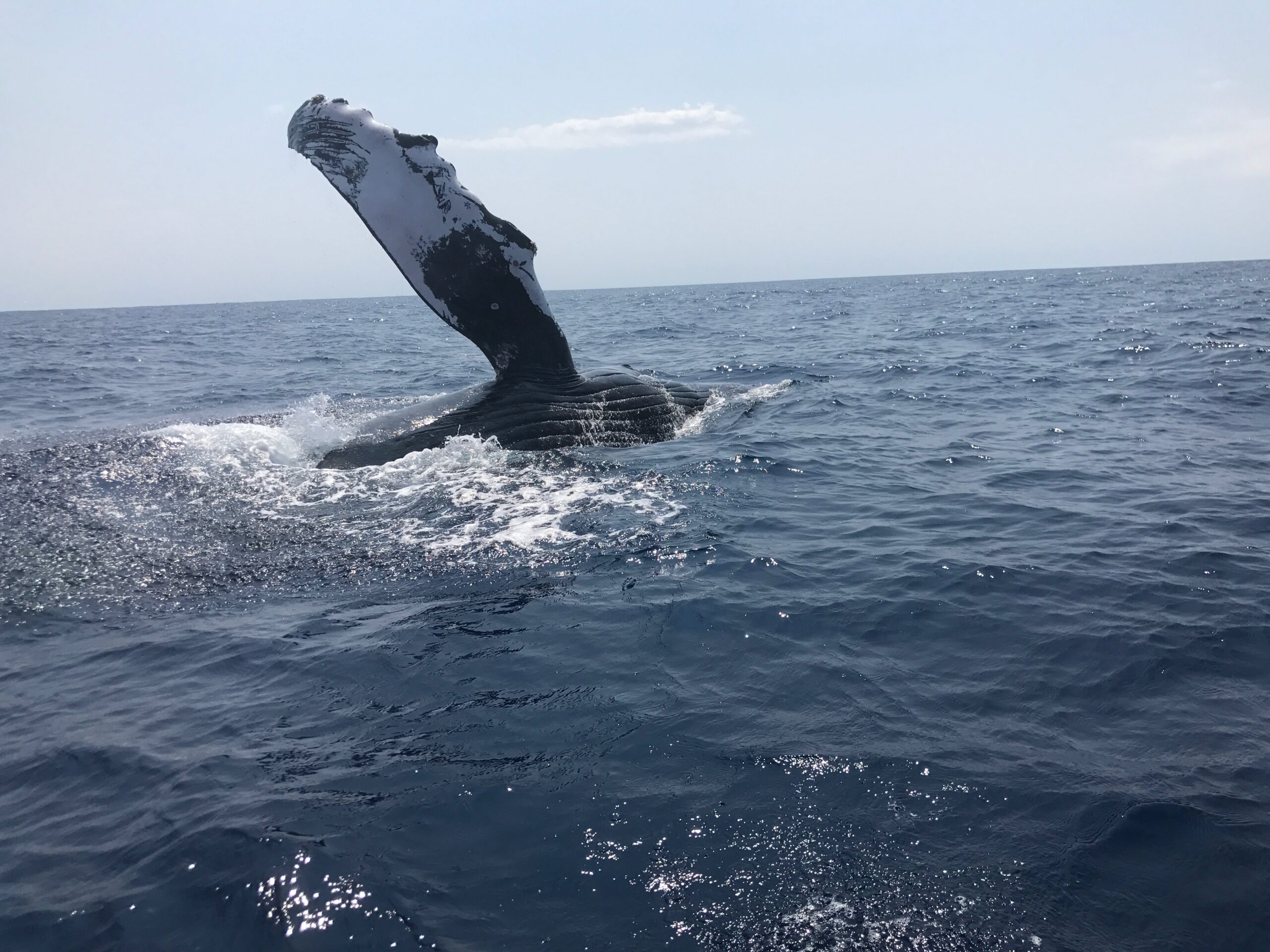 a-humpback-whale-slaps-his-fin-as-he-surfaces-in-t-2022-11-16-16-57-02-utc