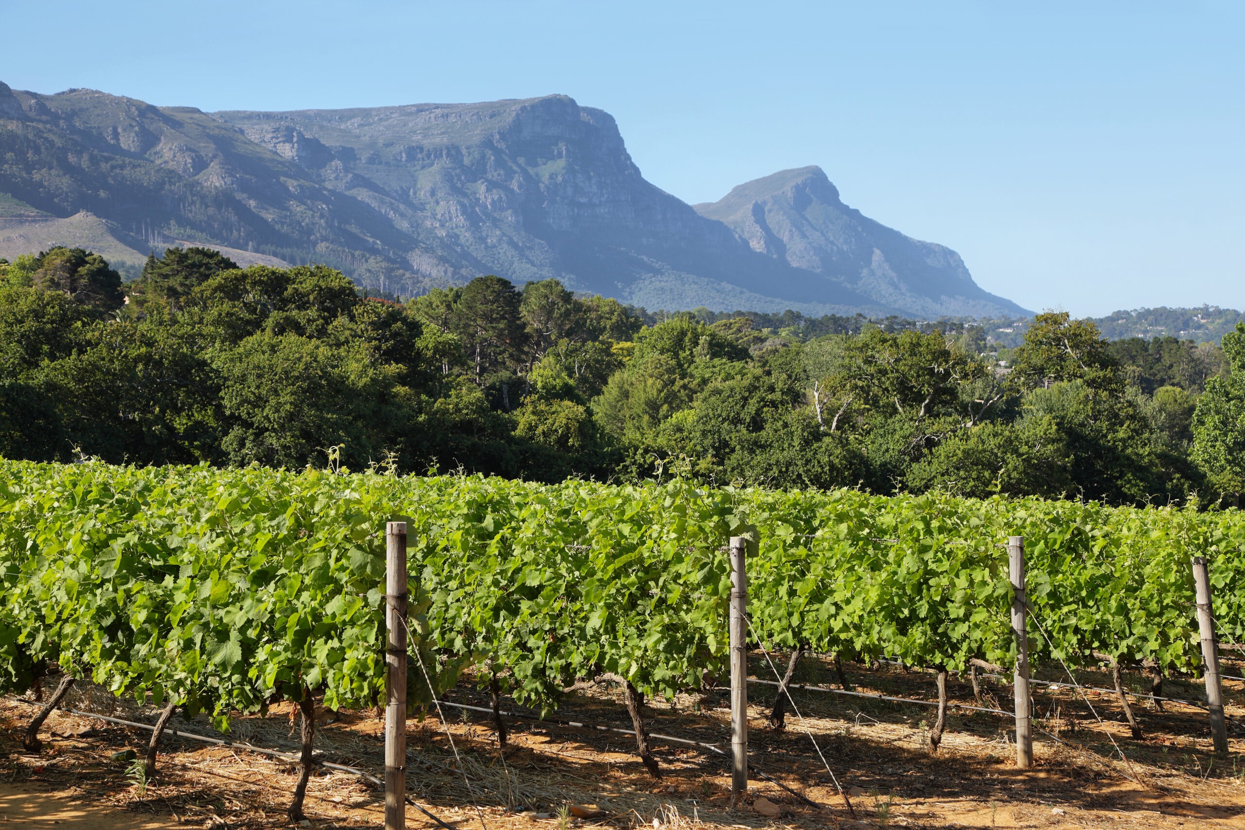 Vineyards landscape in Constantia valley